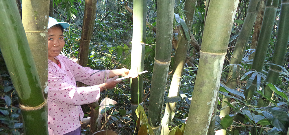 Un projet pionnier dans le développement de la filière bambou au