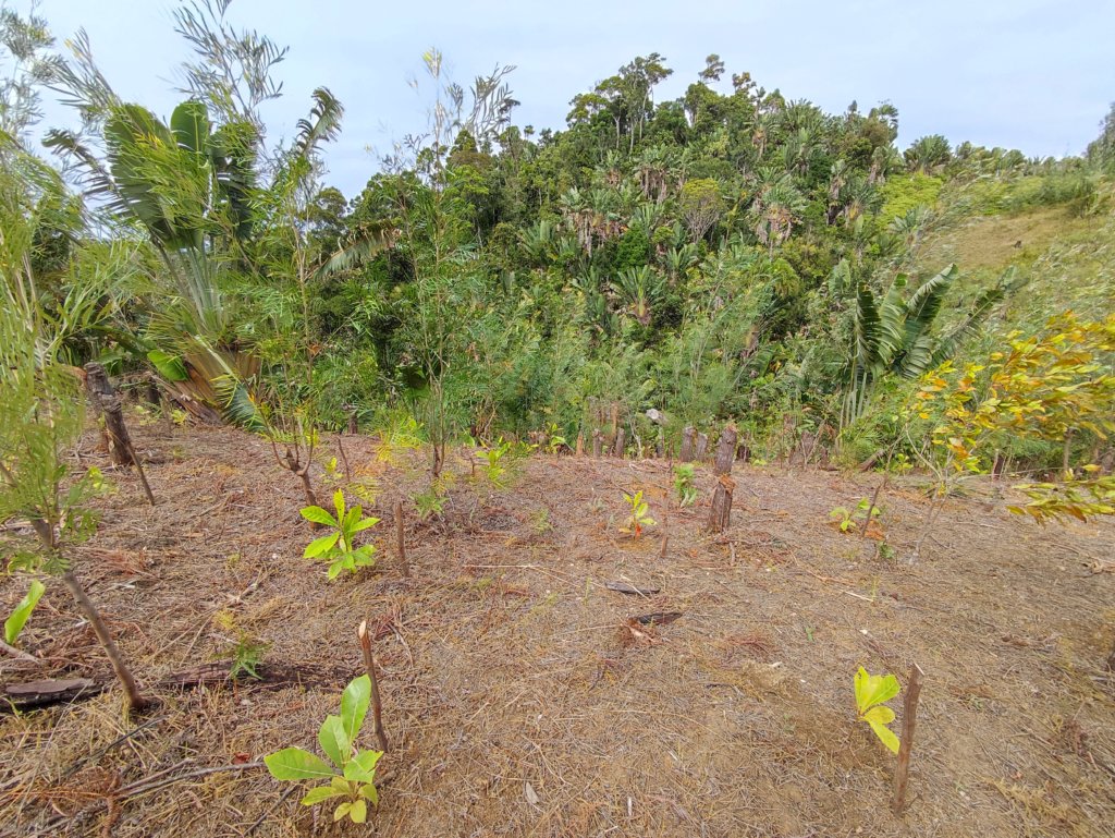 Site de reboisement  - forêts - Kalalao