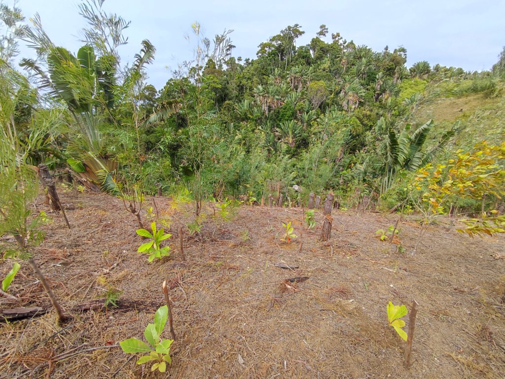 Site de reboisement - forêts - Kalalao